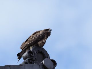 トビ