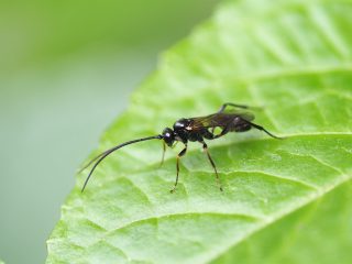 ヒメバチの仲間（2016年5月7日）