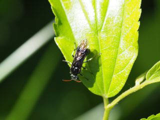 ツノキウンモンチュウレンジ（2018年6月3日）