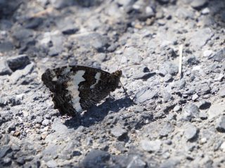 タテハチョウの仲間