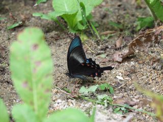 カラスアゲハ（六甲山）（2018年8月5日）