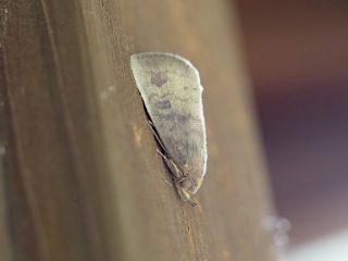 オオトウウスグロクチバ横側（2015年4月21日）