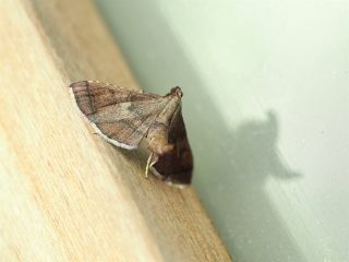 カバイロトガリメイガ（2016年5月18日）