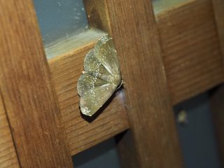 シラナミクロアツバ（2cm）