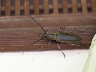 ミヤマカミキリ（2016年7月4日）