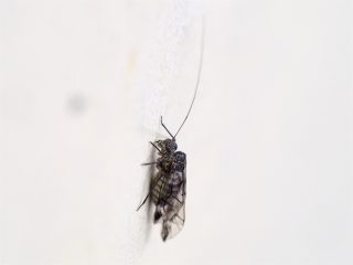 スジチャタテ♂