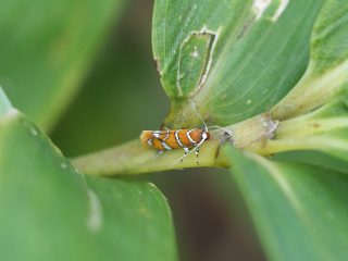 ギンモンカバマルハキバガ（6mm）