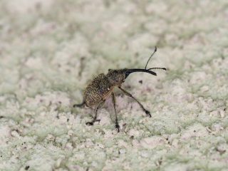 ハイイロチョッキリ♂（2015年7月2日）