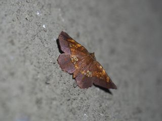 キバラエダシャク（3.3cm）
