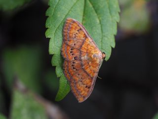ニジオビベニアツバ（2cm）