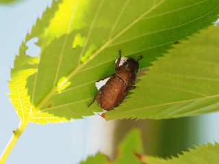 ナガチャコガネ