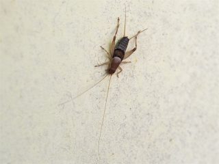 カネタタキ♂