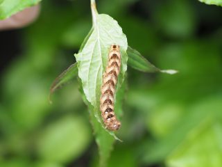 ノコメセダカヨトウ幼虫〔2015年5月14日）