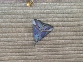 アオアツバ（2cm）