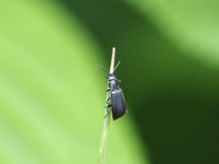 ツマキアオジョウカイモドキ(2019年6月2日）