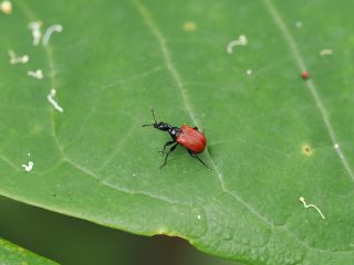 セアカヒメオトシブミ