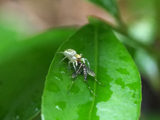 チャイロアサヒハエトリ♀狩り（2017年7月1日）