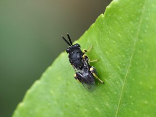 キアシブトコバチ（2017年6月22日）