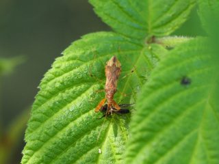 アカマキバサシガメ（2017年5月20日）